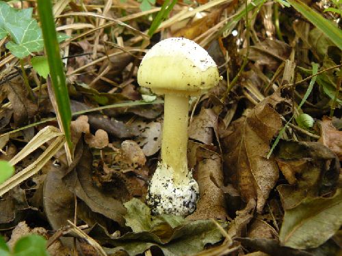 Amanita phalloides